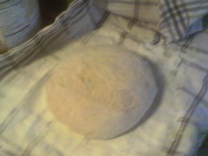 IMAG0155 Set on a lightly floured tea towell, cover