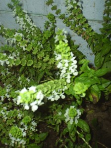 Basil in bloom