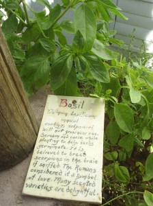 Basil 