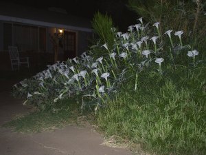 Rosemary and night-blooming datura 
