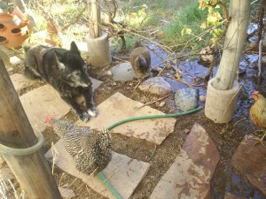 Critters in paradise 