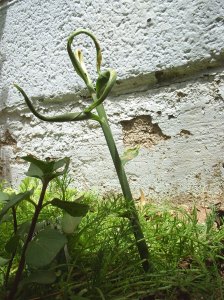 Young, new shoot, before the chickens got it 