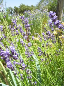 Lavender flowers in my frint garden 