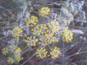 Fennel flowers 