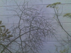 Fennel foliage 