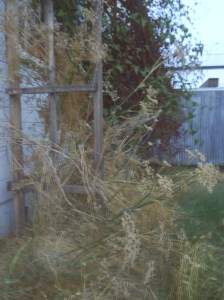 Fennel in the forgotten garden 