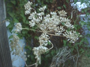 Seedhead ready to harvest 