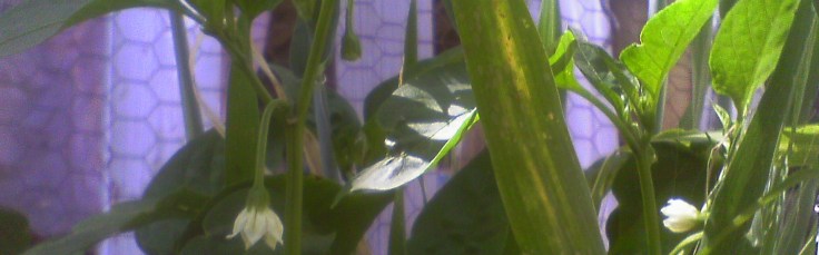 Pepper flowers