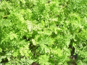 Parsley gone wild 
