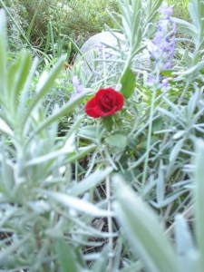 Miniature rose growing through lavender 