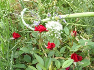 Miniature rosebush blooming among lavender and onion flowers