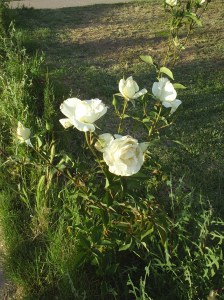 White roses 