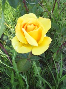 Yellow Rose 