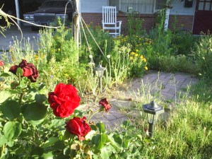 Don Juan red rose in the garden 