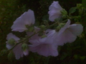 Hollyhock in the wild 