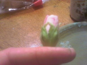 Hollyhock bud 